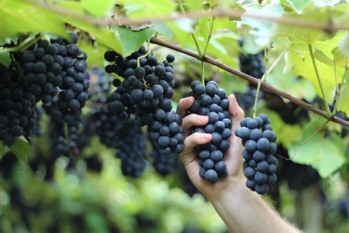 Combinação de clima, solo, temperatura e umidade resulta em uvas com menor teor de acidez em Bituruna