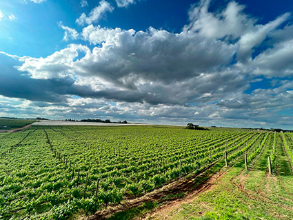 Dos Campos de Cima da Serra para Curitiba: degustação de vinhos no Vino! Cabral