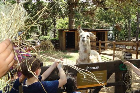 Festivalzinho Sentir comemora Dia das Crianças e um ano da Vila Katu com arte e natureza