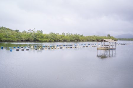 Ostras do Cabaraquara conquistam IG e reforçam sabor e tradição do litoral paranaense