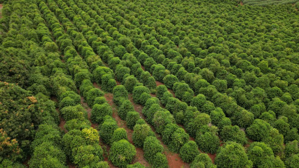 Café da Serra de Apucarana conquista Indicação Geográfica e reforça protagonismo do Paraná